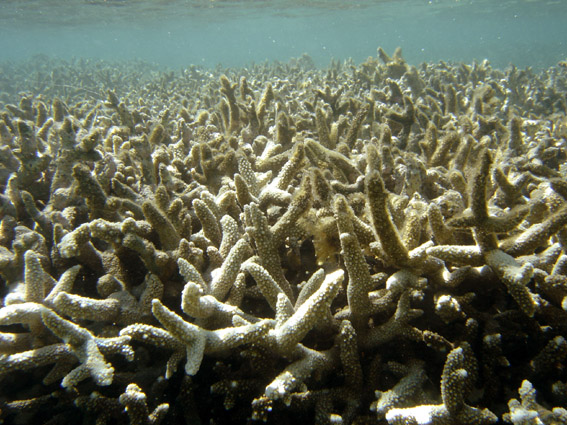 Coral bleaching